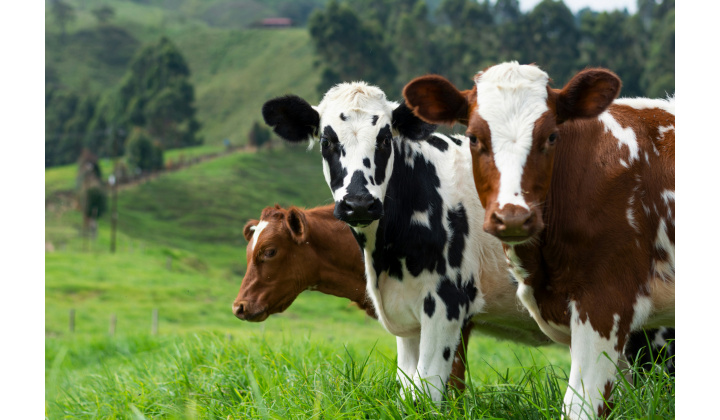 Odvolanie mimoriadnej situácie - vysoko nákazlivého vírusu slintačky a krívačky