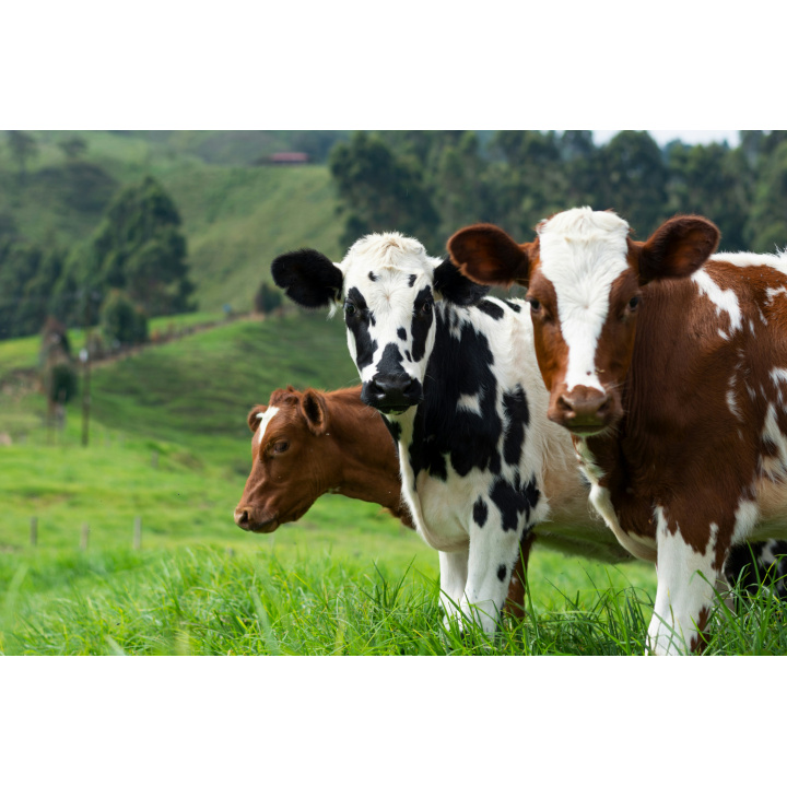 Odvolanie mimoriadnej situácie - vysoko nákazlivého vírusu slintačky a krívačky