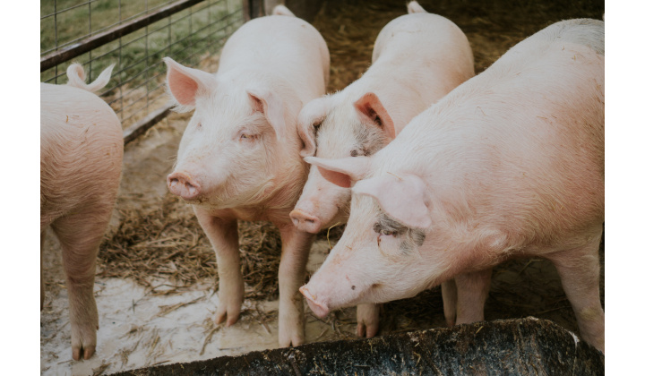 Predaj bravčových jatočných polovičiek