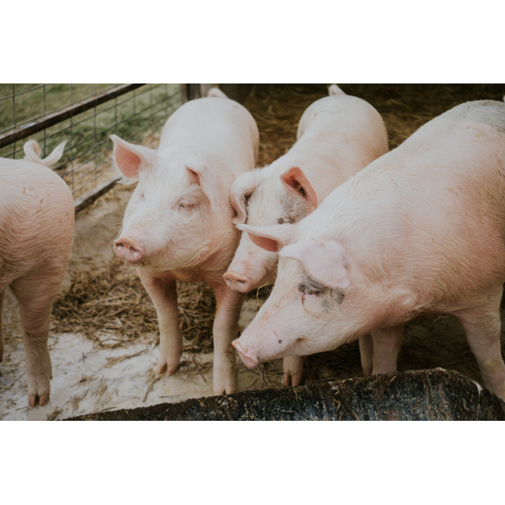 Predaj bravčových jatočných polovičiek