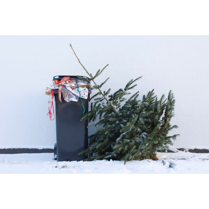 Zber vianočných stromčekov